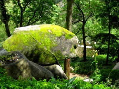 Moss-covered-rock photo