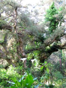 Monserrate-park-vegetation