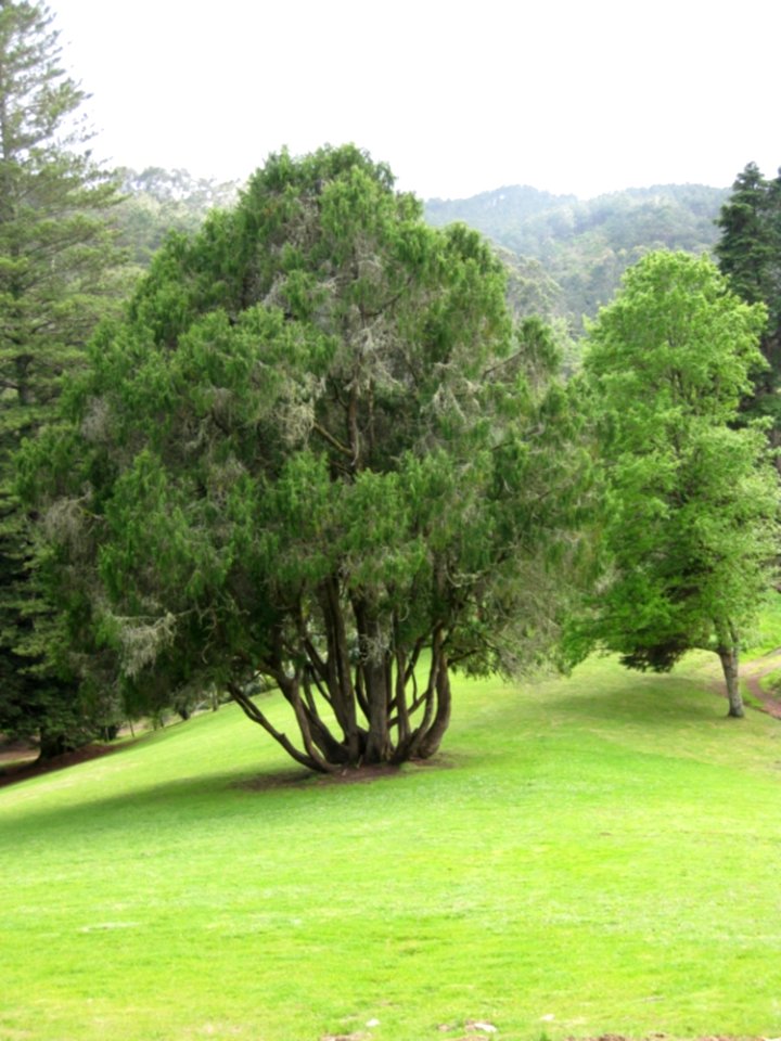 Lonely-tree-on-garden-clear