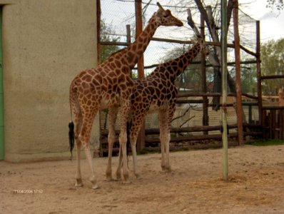 Giraffes