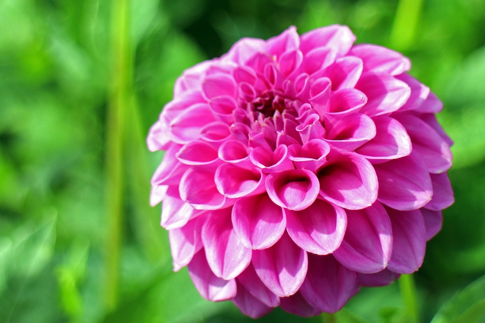 Composites flower garden ornamental flower