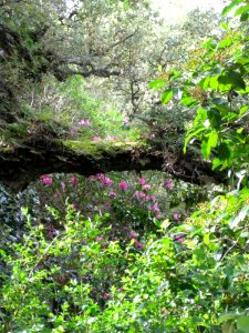 Flowers-under-fallen-tree
