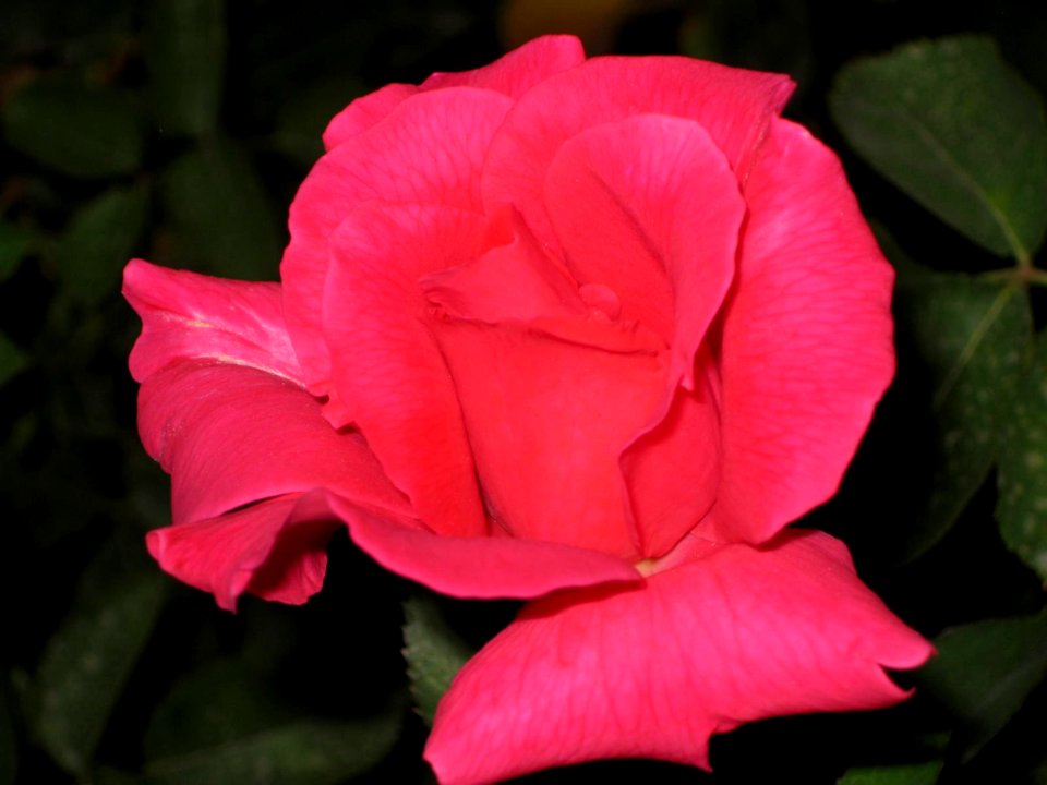 Delicate-pink-rose