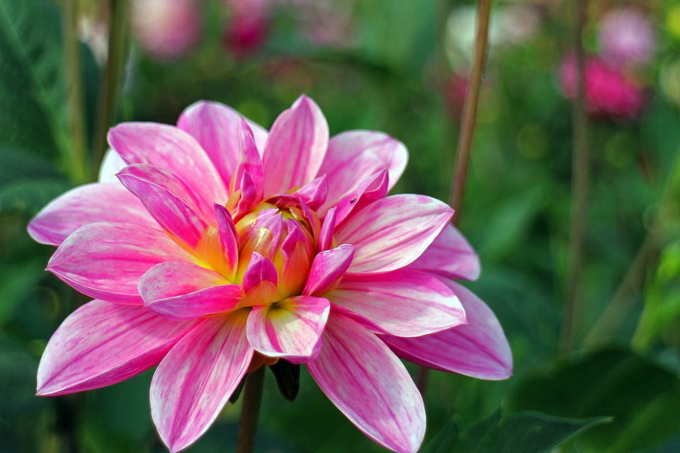 Plant composites flower garden