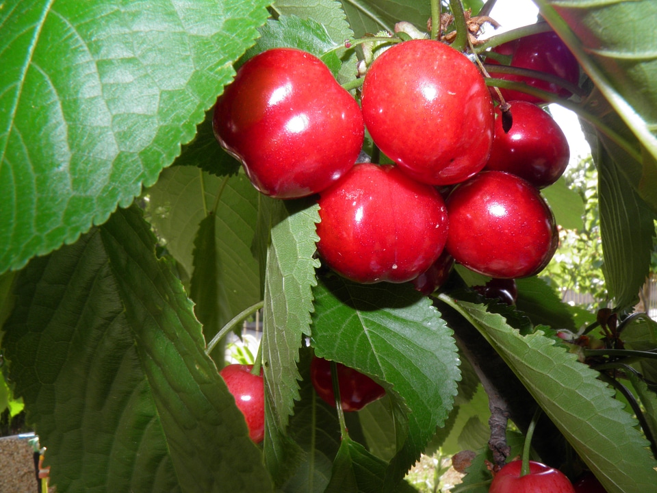 Fruit red leaves photo