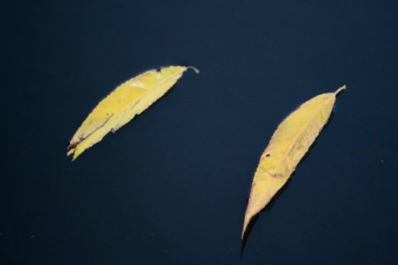 Yellow-willow-leaves-floating-on-still-water photo