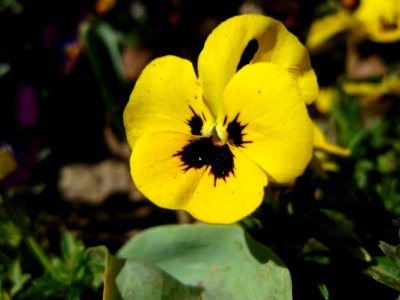 Yellow-pansy photo