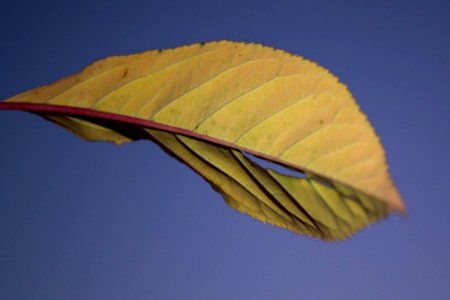 Yellow-cherry-tree-leaf-against-sunset-sky photo