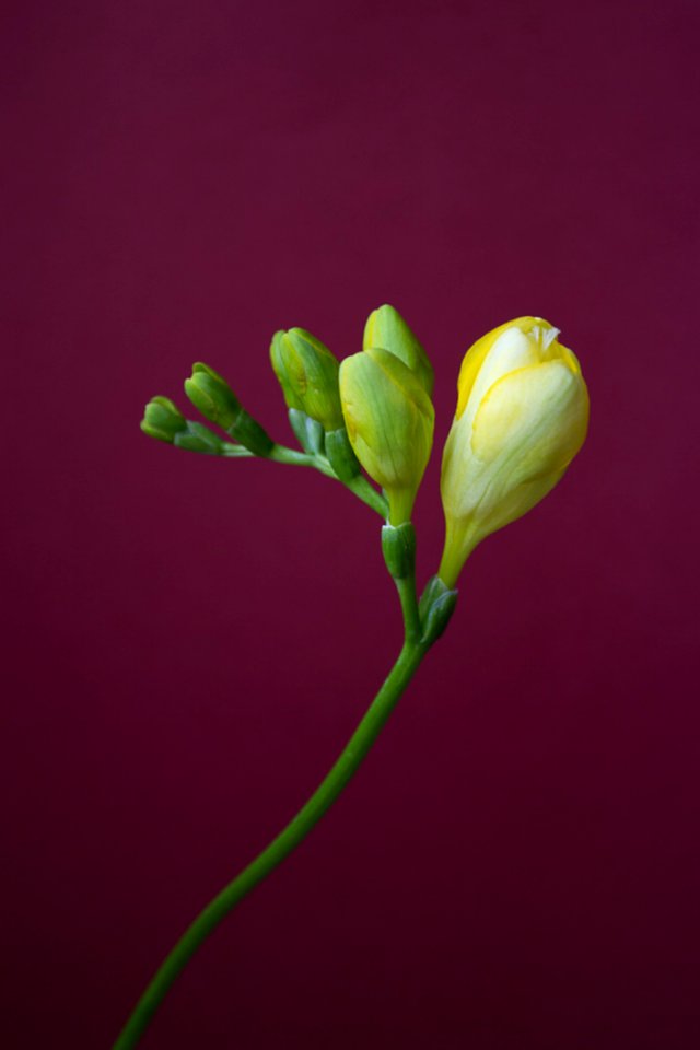 Beautiful Single Stem Freesia photo