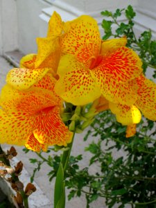 Yellow-canna-flower photo