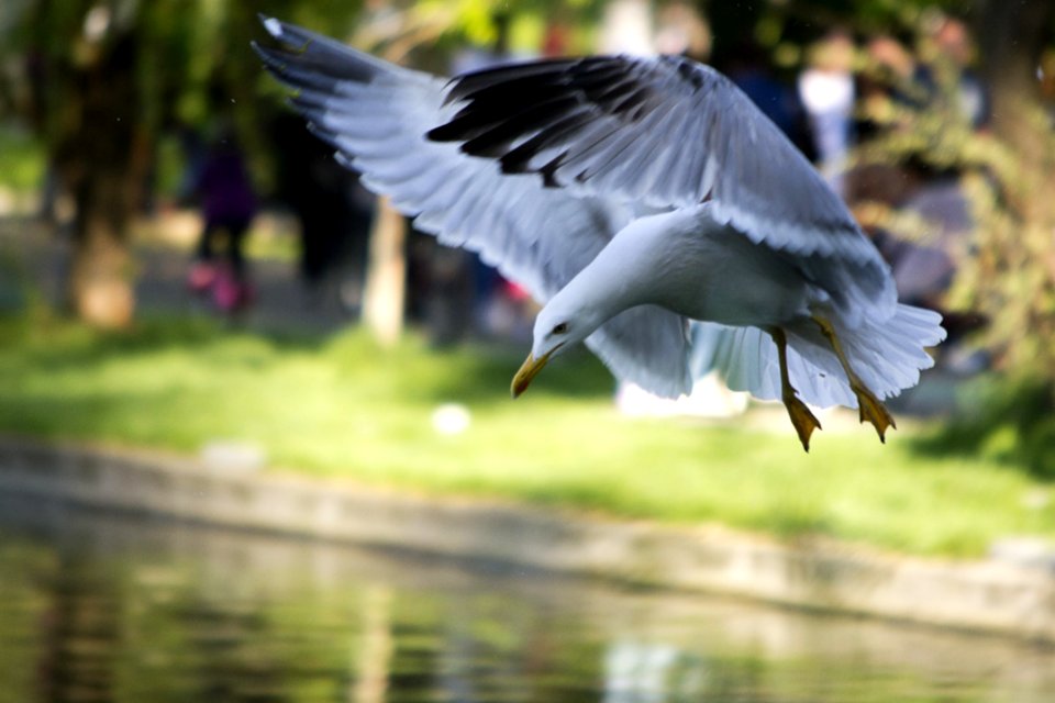 Black Sea Gull Adapted To City Park Life Prepares To Land On Lake