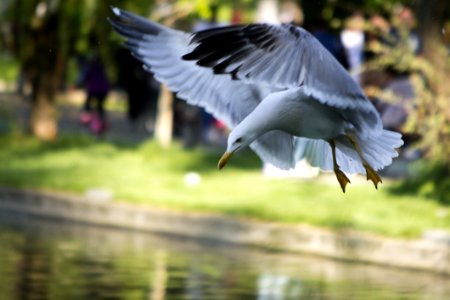 Black Sea Gull Adapted To City Park Life Prepares To Land On Lake