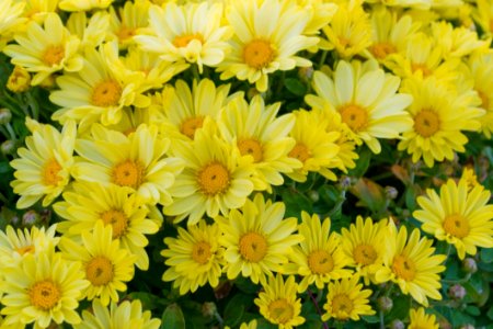 Yellow-chrysantemums photo