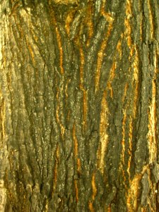 Tree-bark