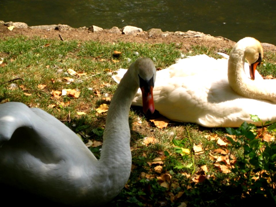 White-swans-resting-on-ground