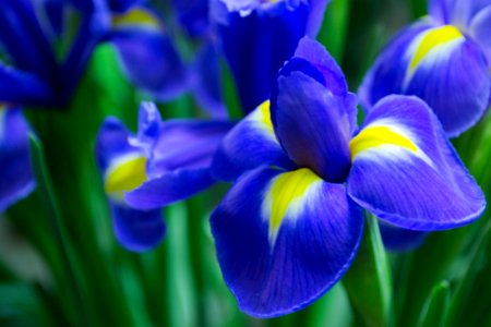 Violet-iris-petals photo
