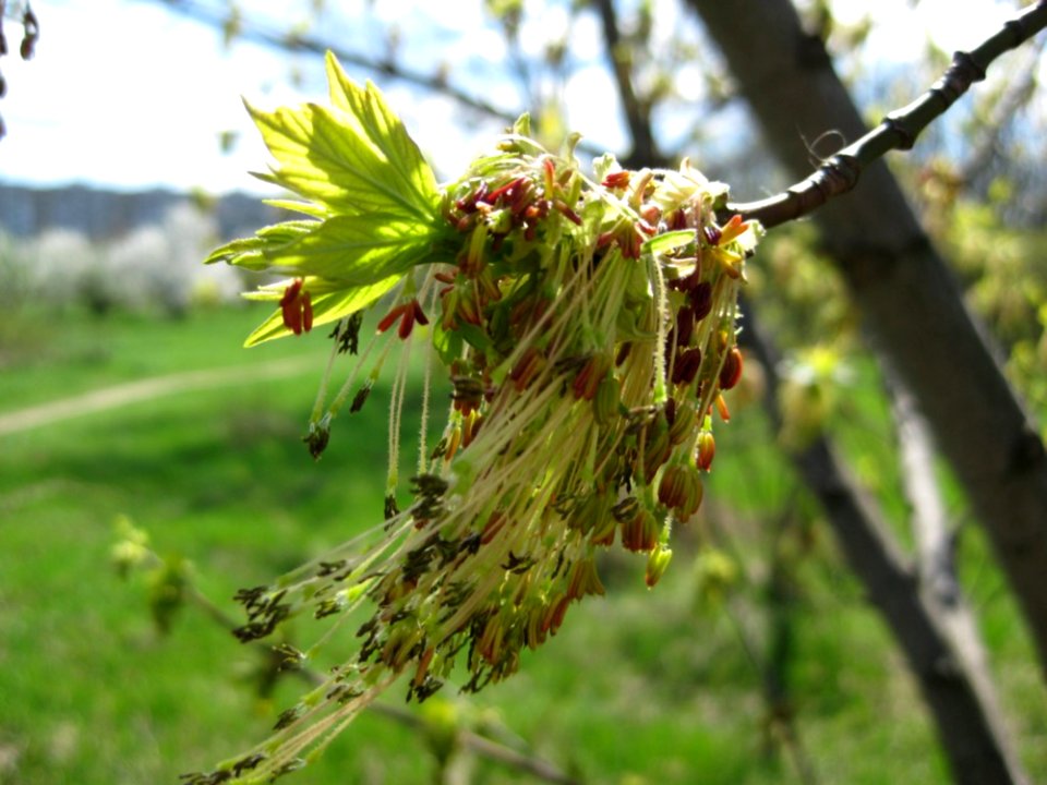 Wind-through-fringy-inflorescence