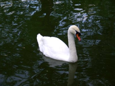 White-swan