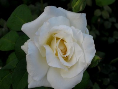 White-rose photo