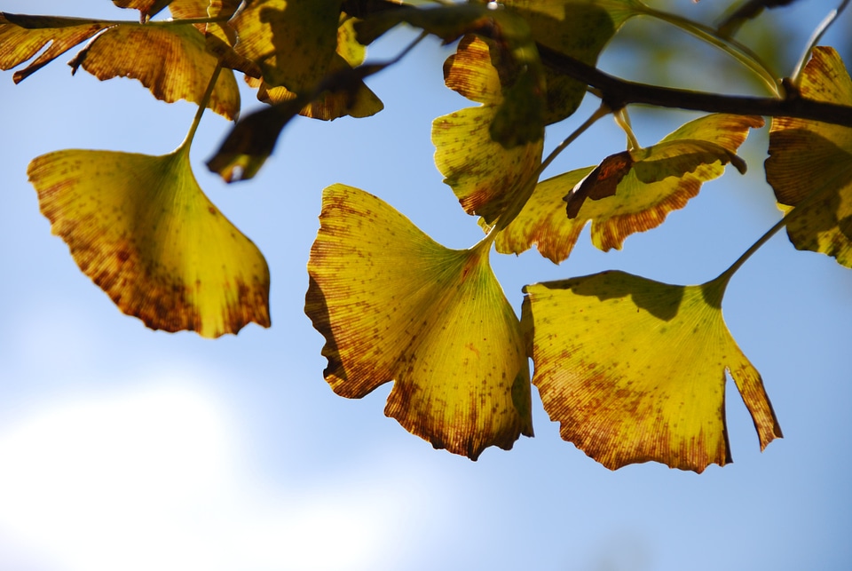 Autumnal leaves ginkgo biloba autumn