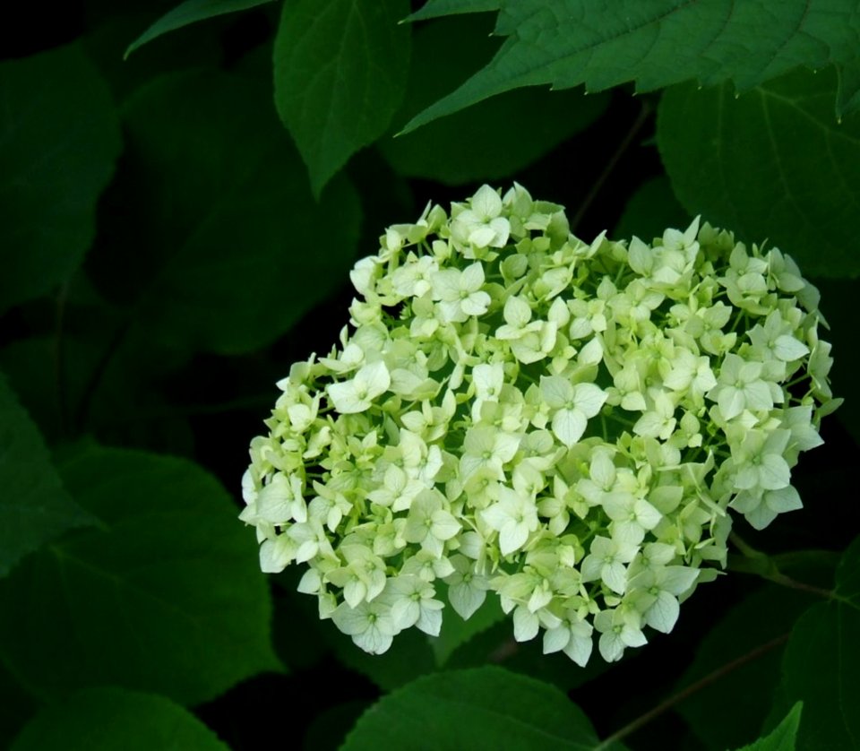 White-and-green-flowers