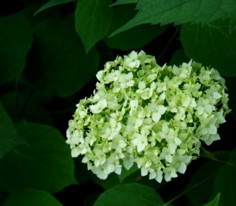 White-and-green-flowers