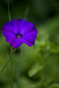 A Herbaceous Plant The Morning Glory Is Considered A Weed But Produces Elegant And Attractive Flowers