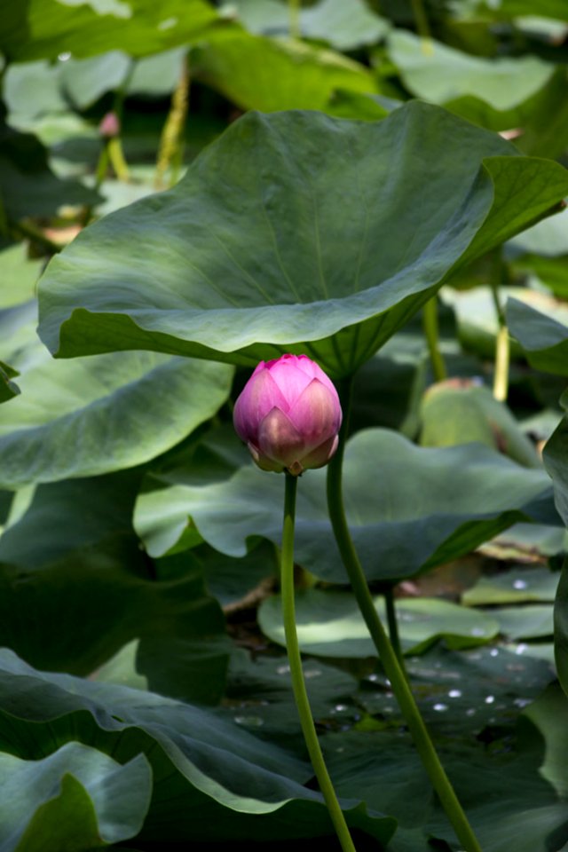 Pink Indian Water Lily Bud