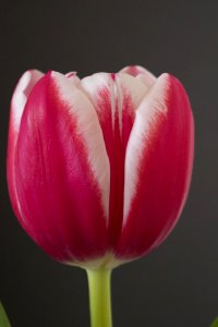 Pink And White Tulip photo