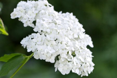 White Hortensia