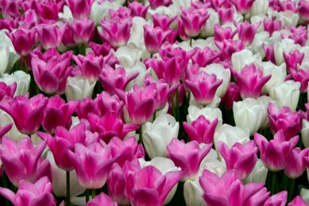 White And Pink Creamy Tulips photo
