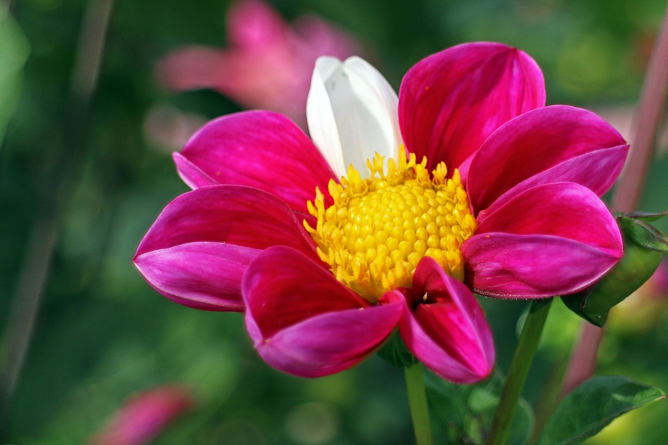 Plant composites flower garden