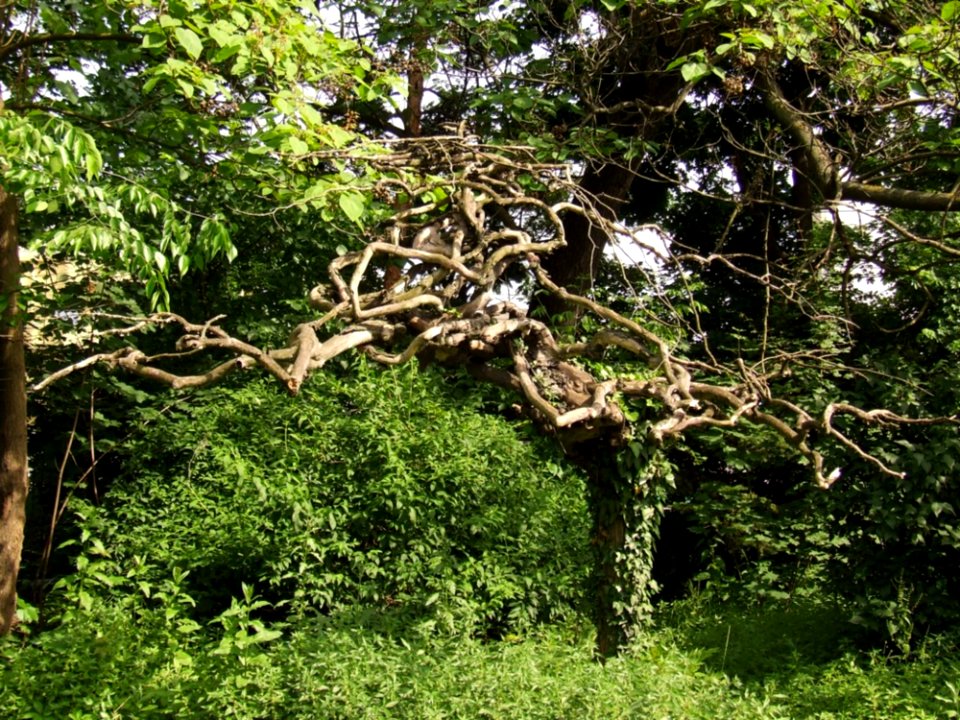 Twisted-trunk-of-a-tree
