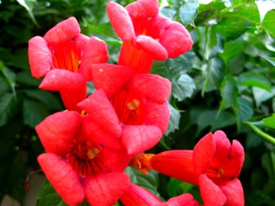 Trumpet-vine-flowers