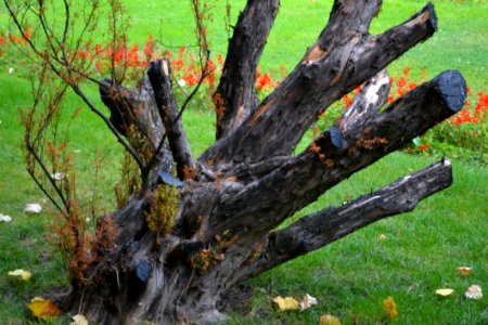 Trimmed-tree-branches