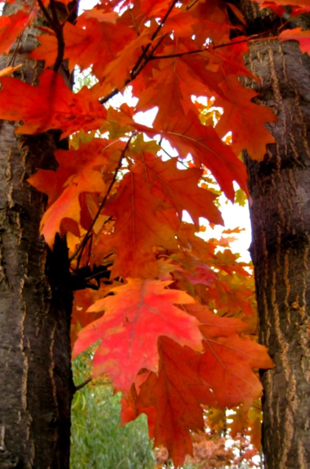 Thin-leafy-branches-and-tree-trunks