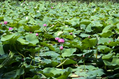 Indian Water Lilies