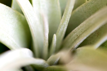 Tillandsia Xerographica Air Plant