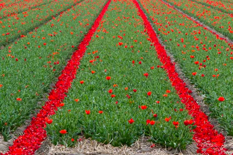 Tulip Fields In Keukenhof