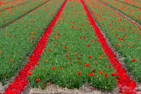 Tulip Fields In Keukenhof