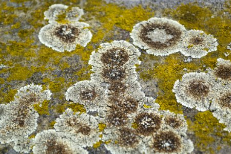 Fungus Circles On Stone photo