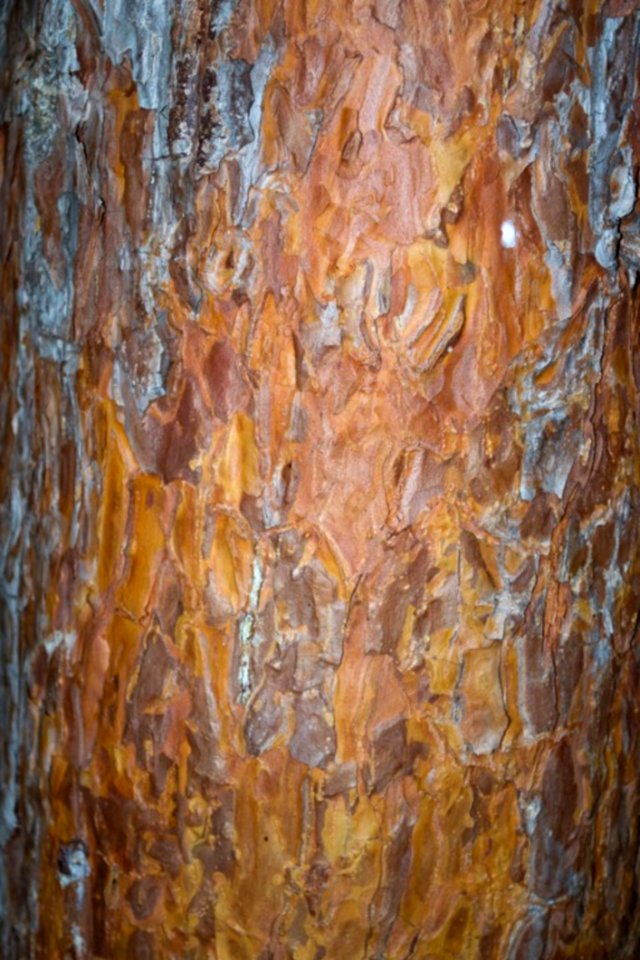 Tanyosho-pine-bark