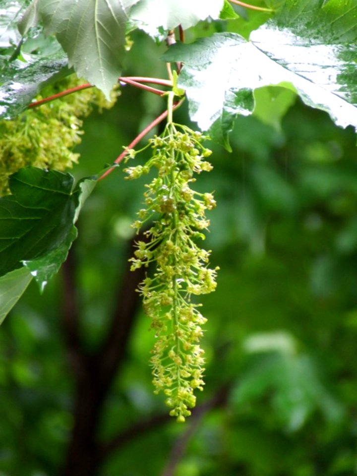 Tree-inflorescence-in-the-rain