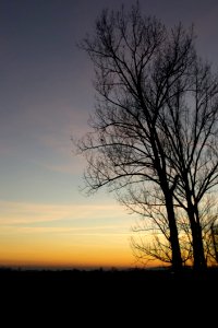 Tree-silhouette-in-golden-sunset-light