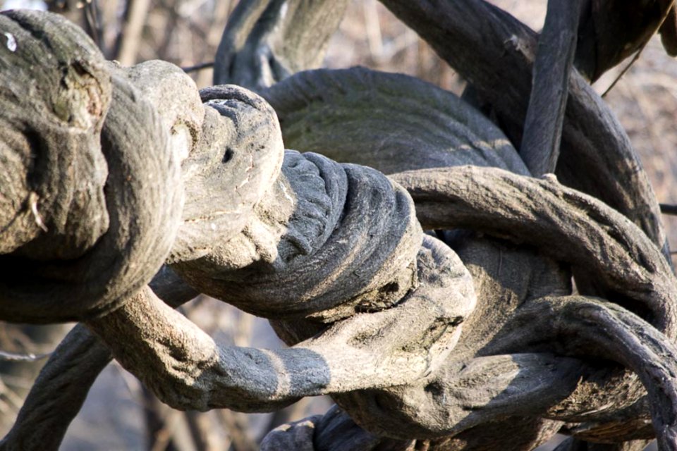 Liana Is A Woody Vine Found Mostly In Rainforests
