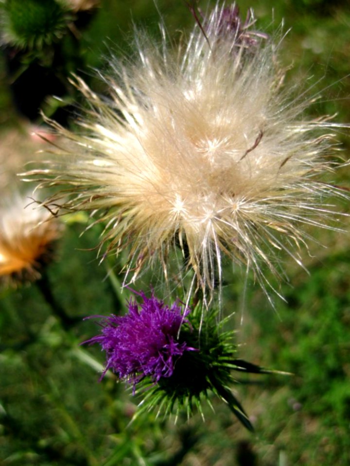 Thistledown-and-thistle-flower