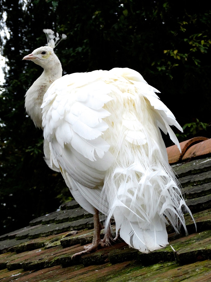 Bird nature animal