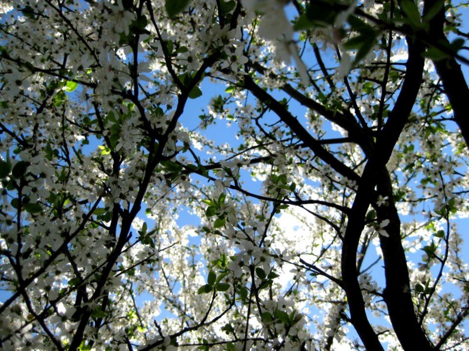 Sky-through-tree-in-blossom