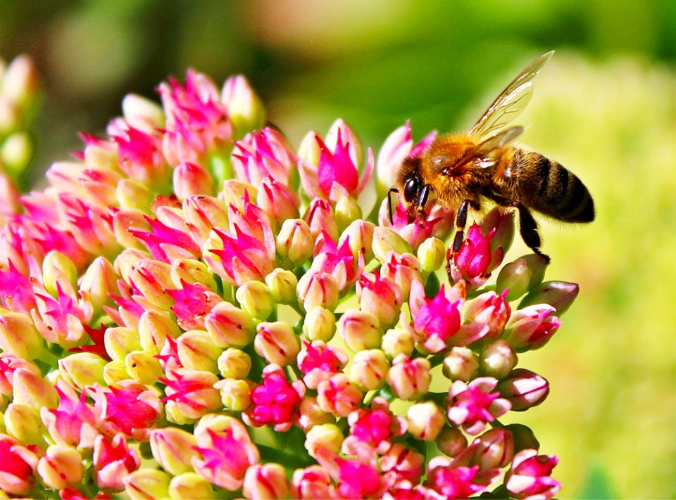 Bee Pollinating Flower Buds