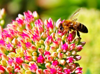 Bee Pollinating Flower Buds
